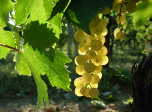 image4 Fattoria Voltrona